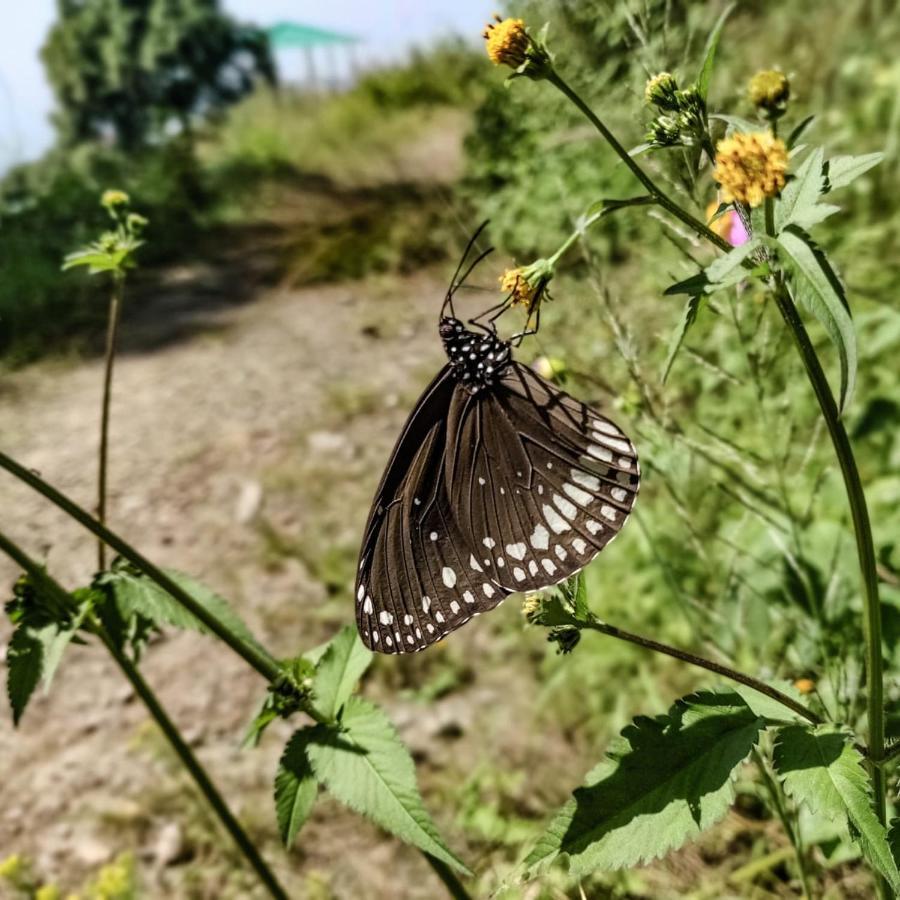The Asgard Kasauli Bed & Breakfast Bagian luar foto