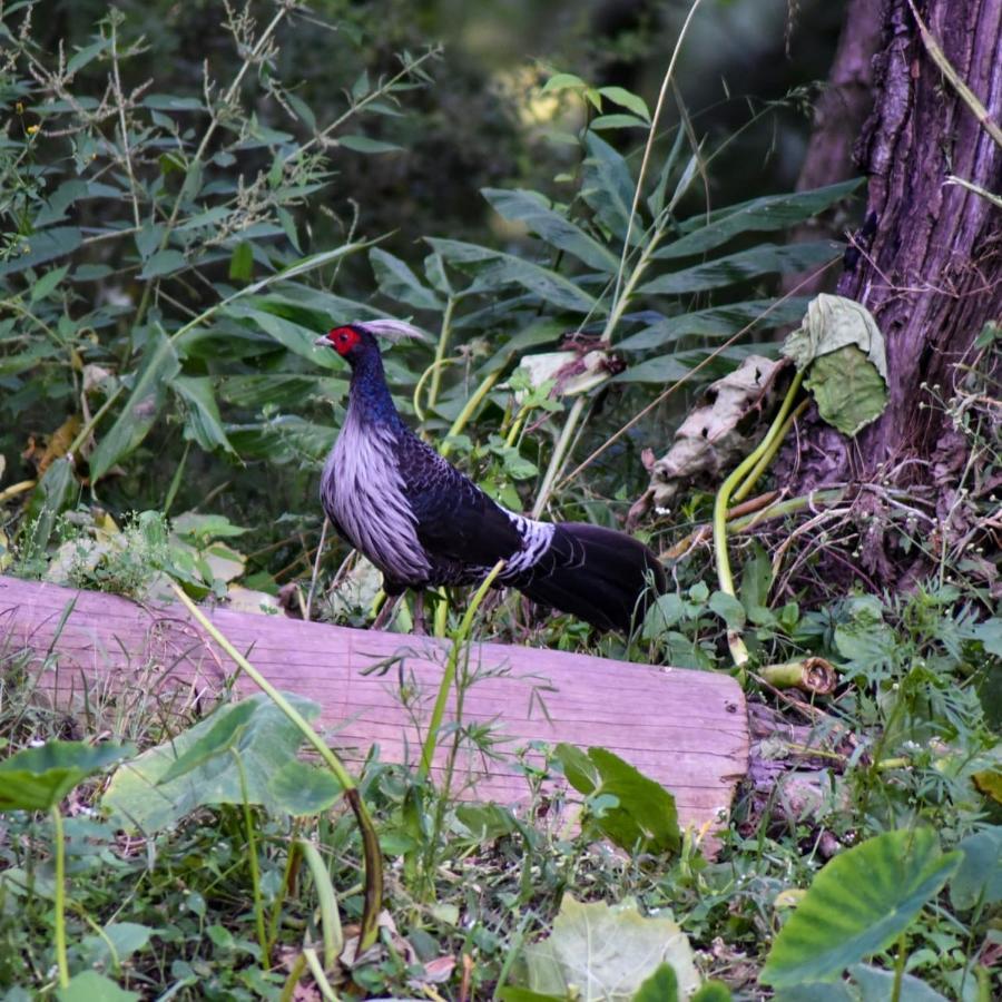 The Asgard Kasauli Bed & Breakfast Bagian luar foto